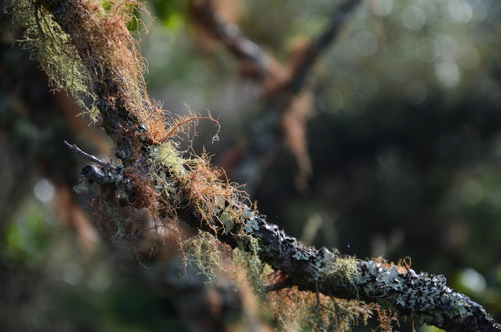 2017-03 New Zealand/Rangitoto/DSC_0125.JPG